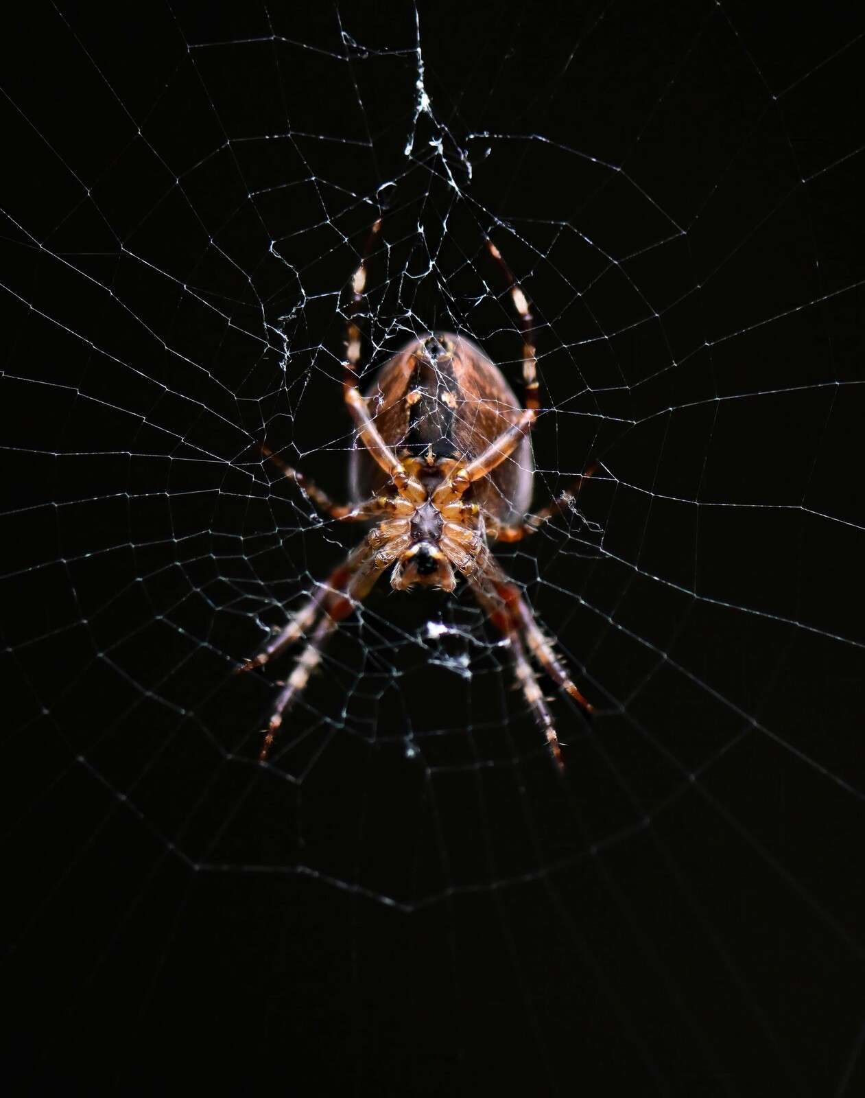 Gedetailleerde spin in web