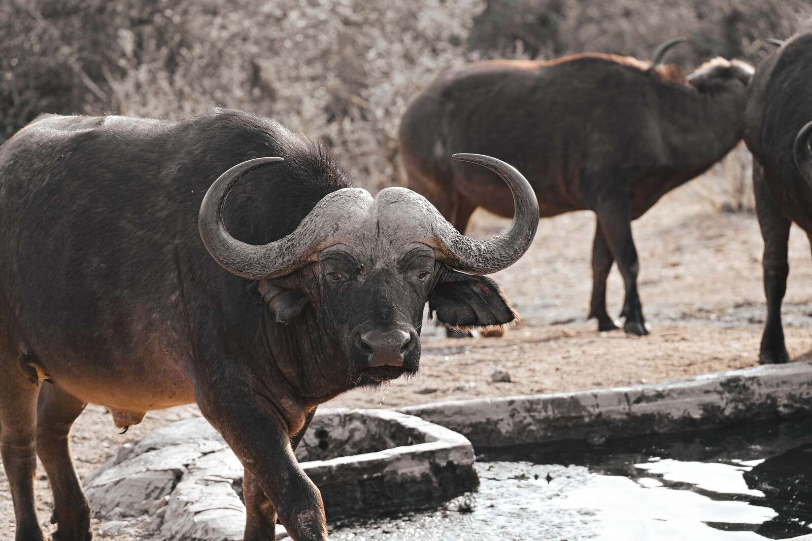 Afrikaanse buffel bij waterpoel
