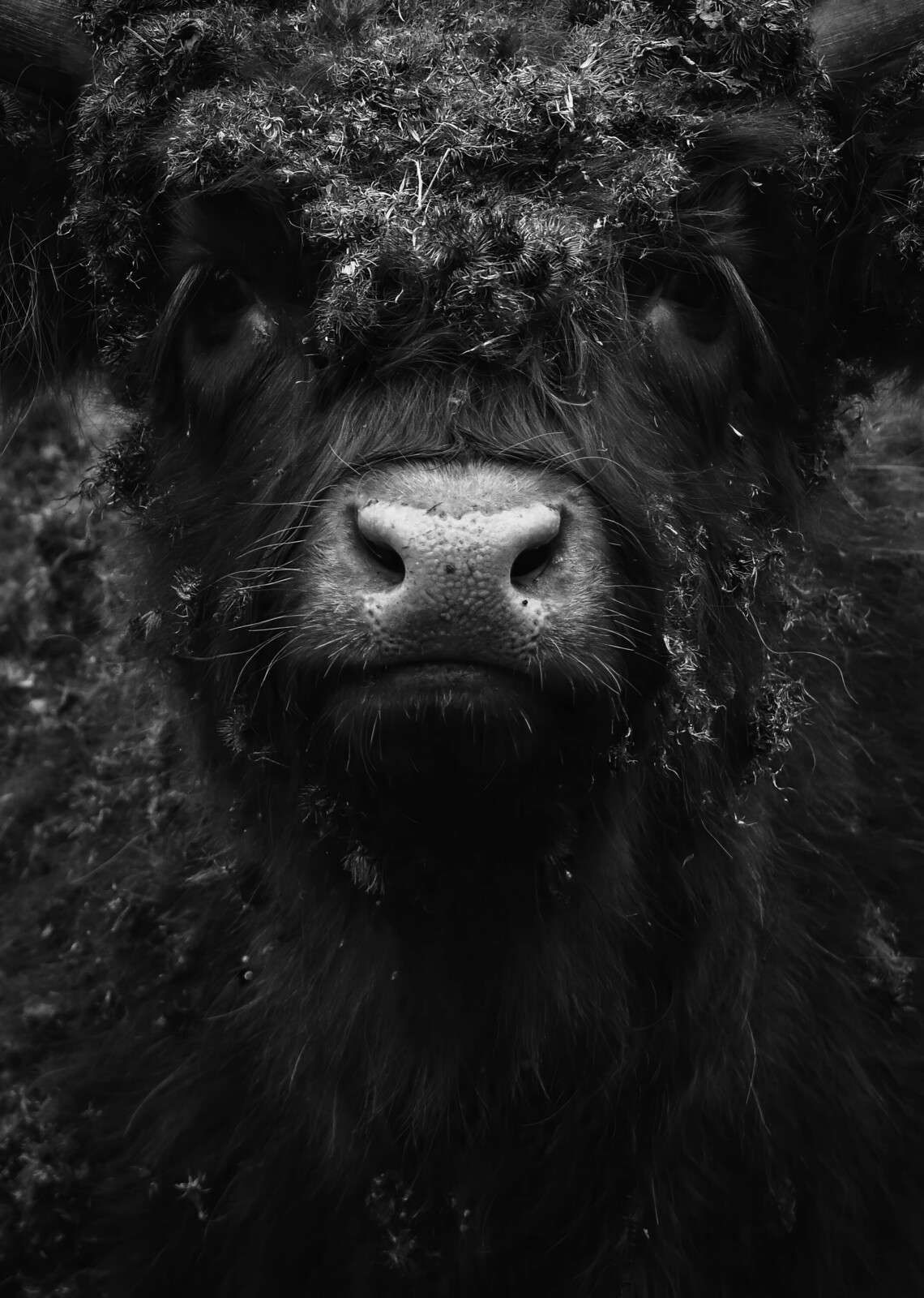 Zwarte hooglander close-up portret