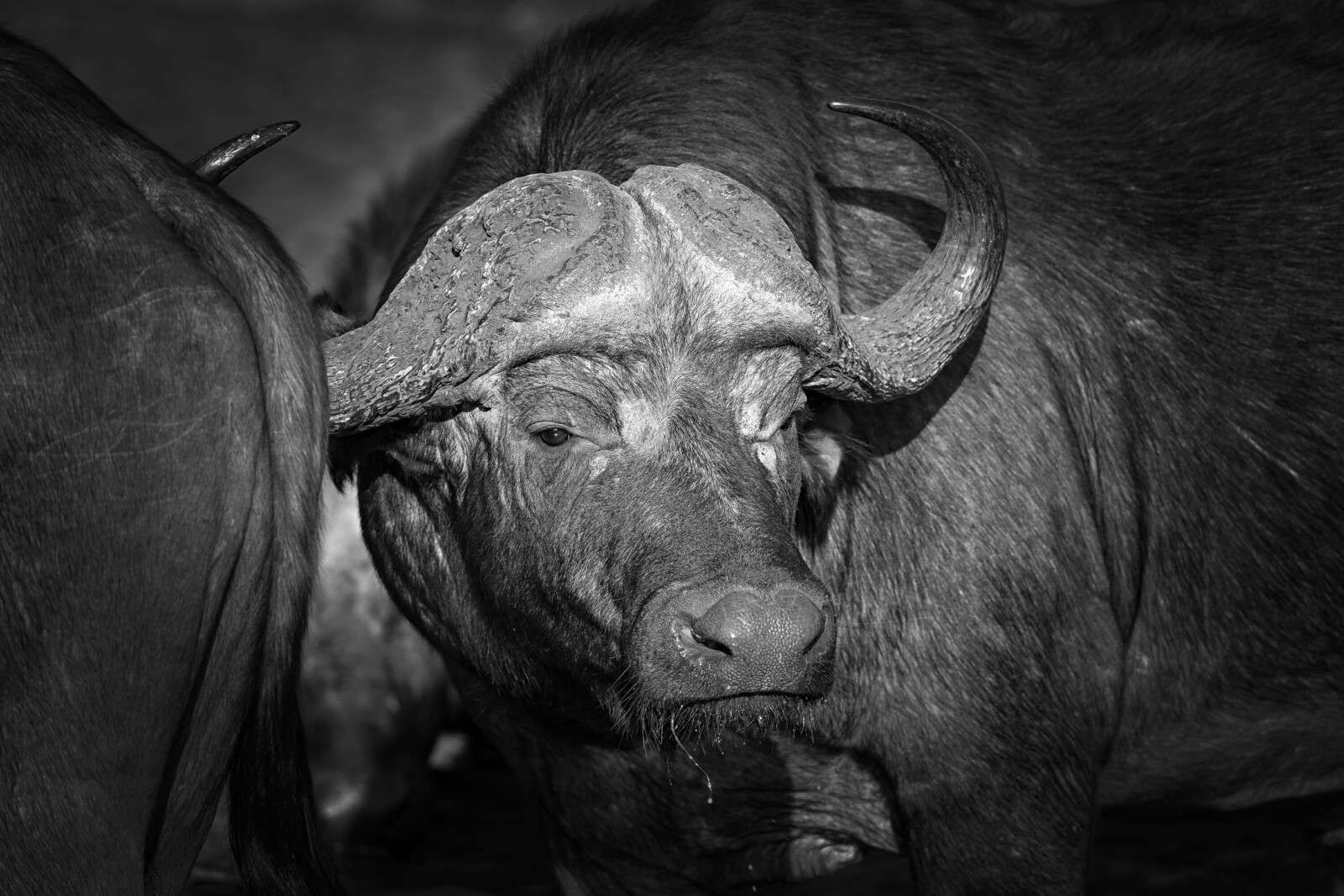 Zwart-witte buffel close-up