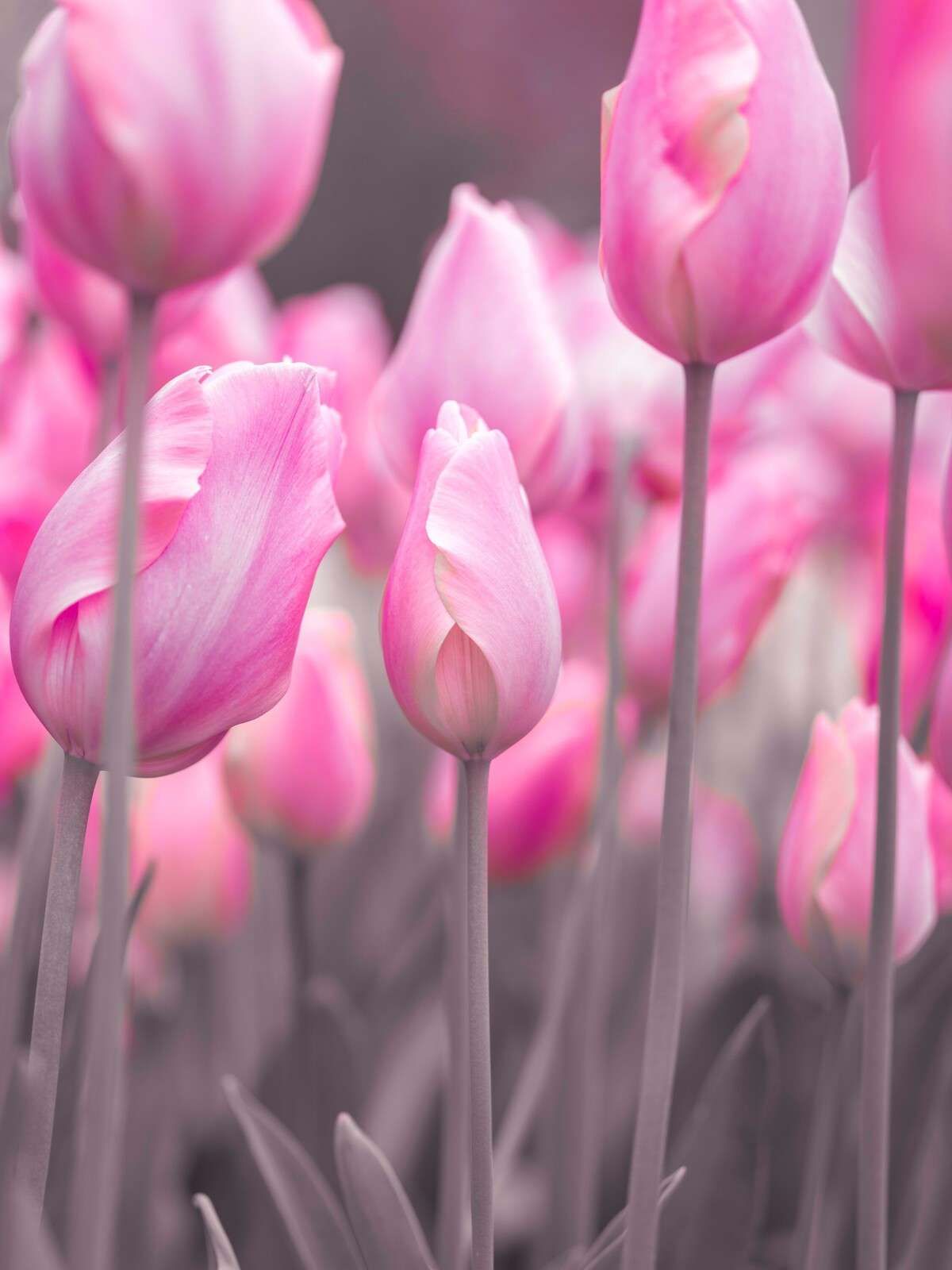 Zachte roze tulpenvelden