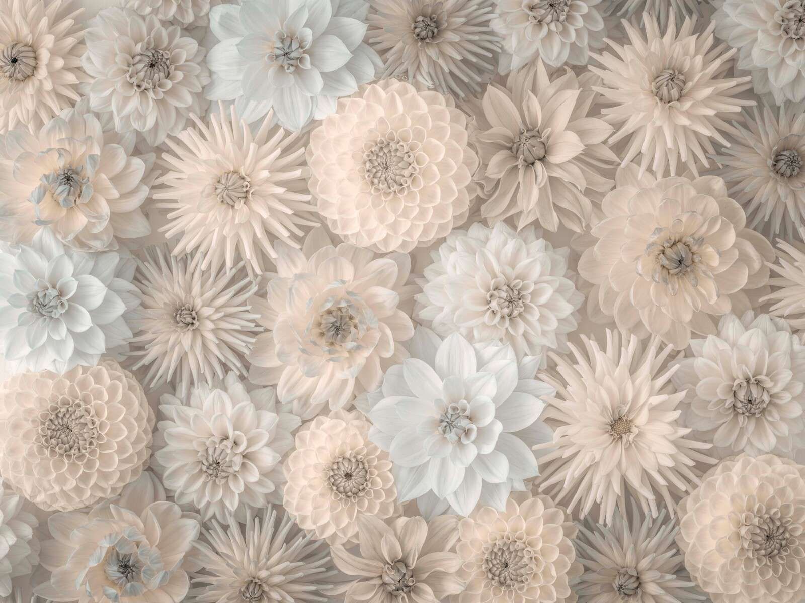 Crèmekleurige bloemen met zachte bloei