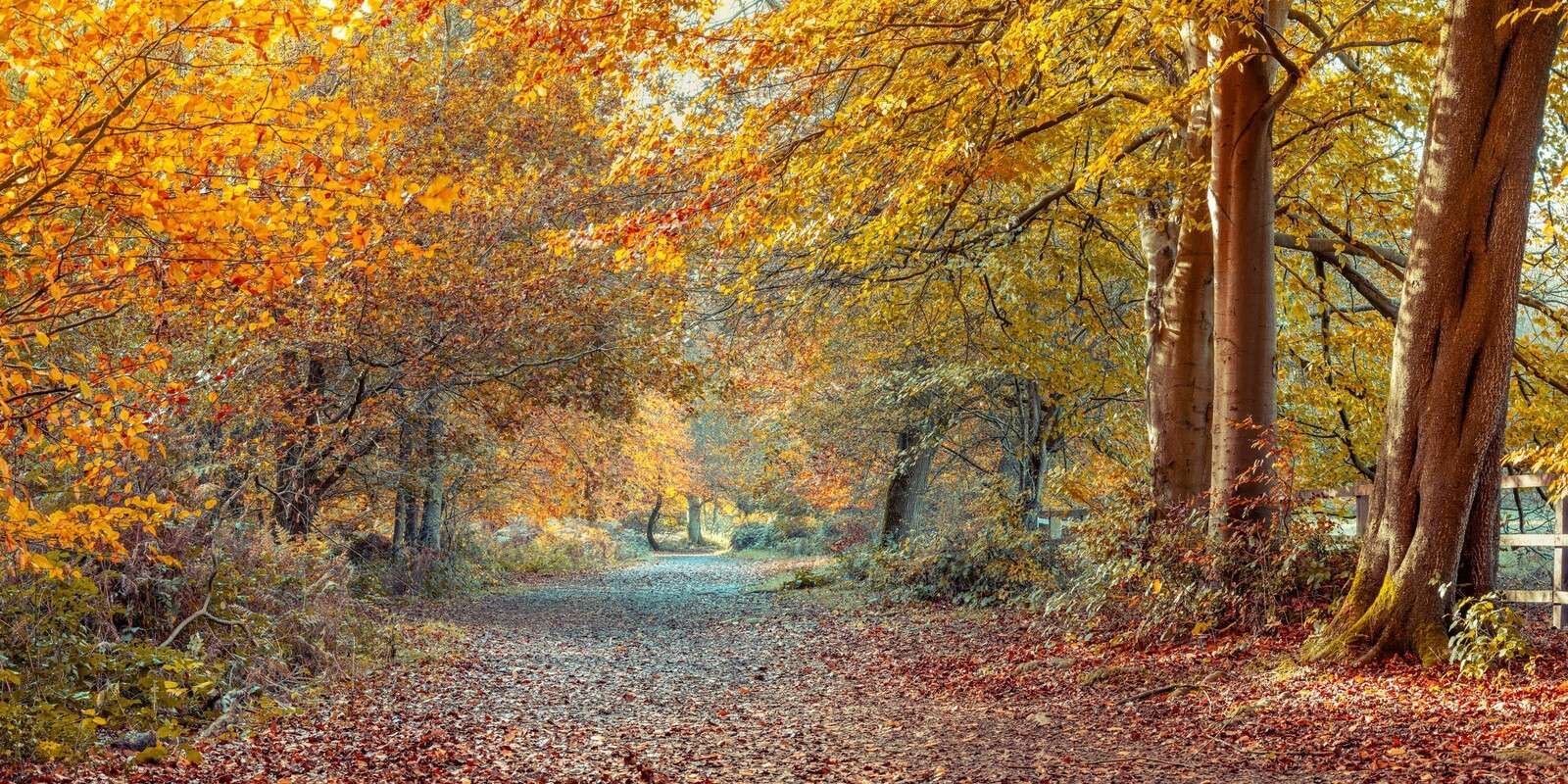 Herfstbos met gouden bladerdak
