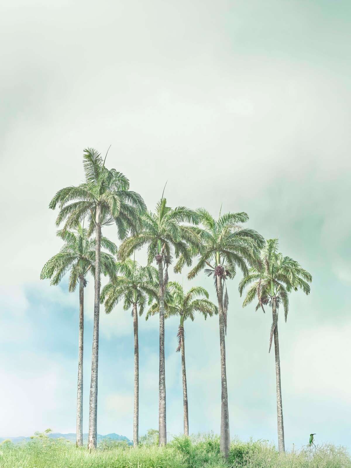 Minimalistische palmbomen in zachte lucht