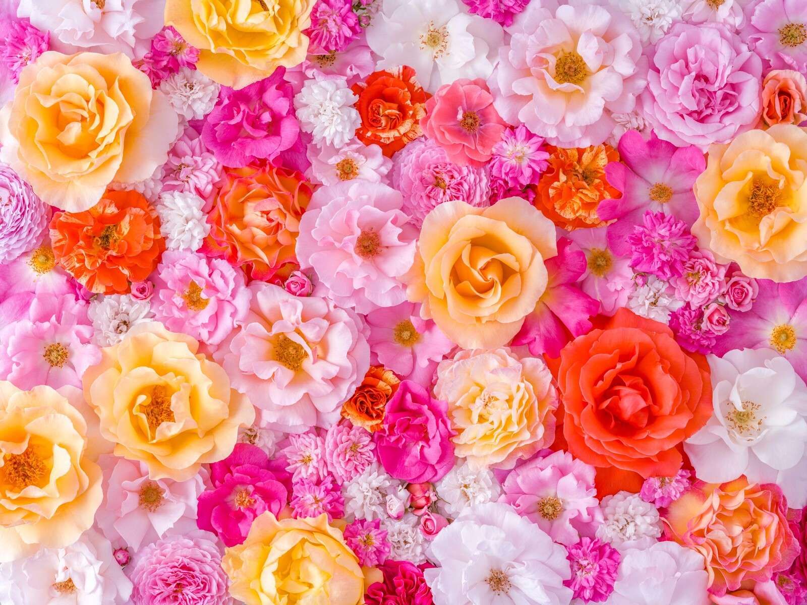 Kleurrijke rozen in pastelbloei