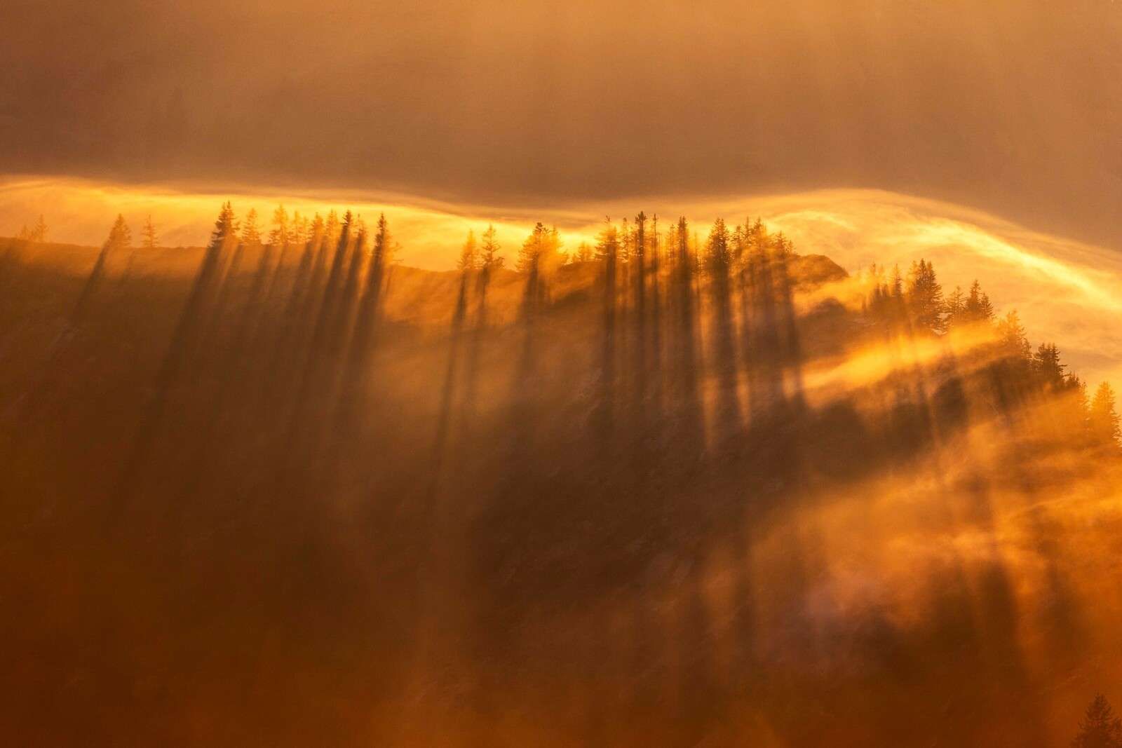 Gouden mist boven dennenbos
