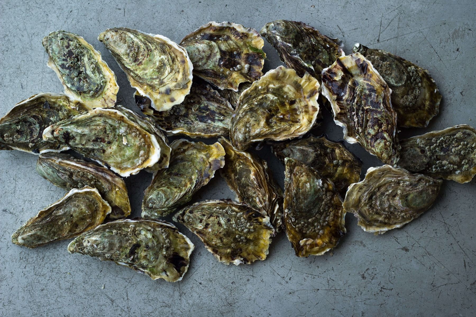 Oesters