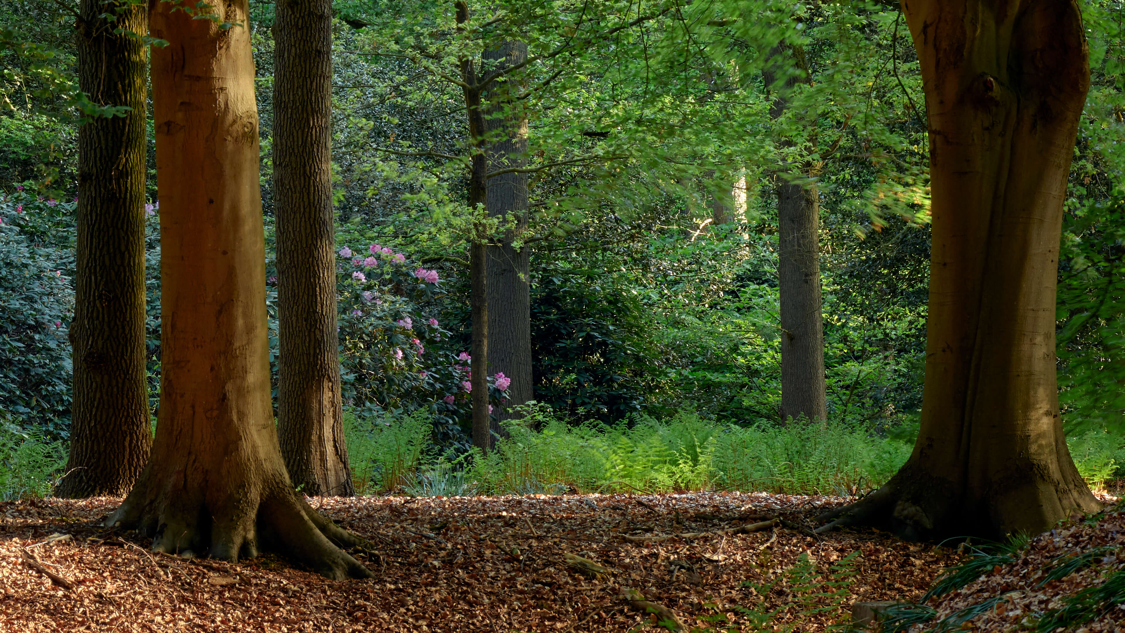Beekje in het bos - Fotobehang