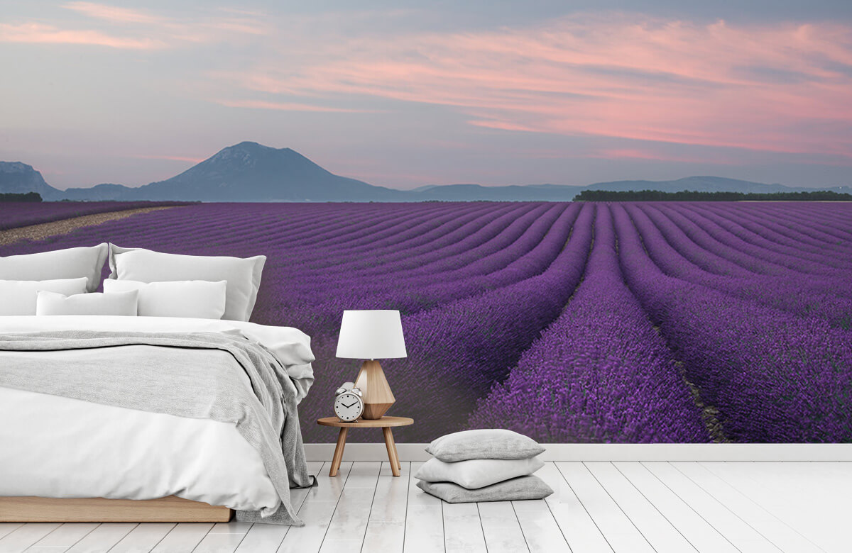 Landscape Lavender field 6