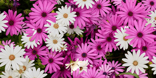 Bloemen behangpapier Bloemen behangpapier