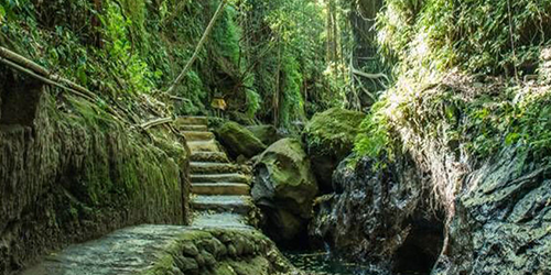 Jungle behangpapier Jungle behangpapier